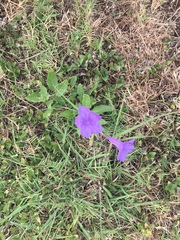 Ruellia nudiflora