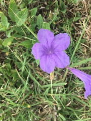 Ruellia nudiflora