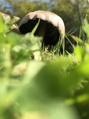 Coprinellus micaceus