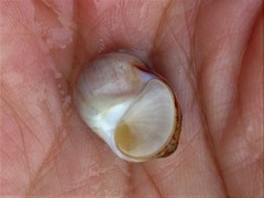 Cryptonatica aleutica