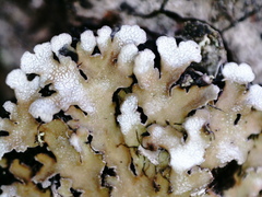 Physconia enteroxantha