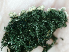 Physconia enteroxantha