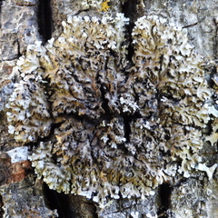 Physconia enteroxantha