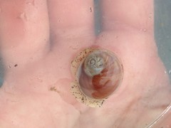 Cryptonatica aleutica