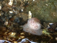 Cryptonatica aleutica