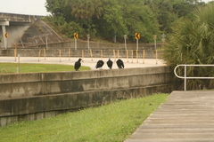 Coragyps atratus image