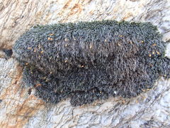 Grimmia caespiticia