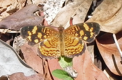 Anthanassa frisia