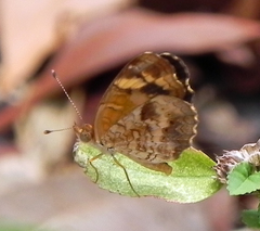 Anthanassa frisia