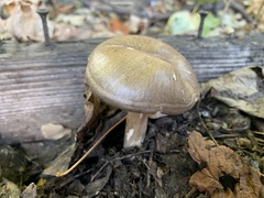 Agaricomycetes