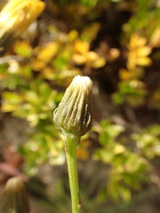 Tolpis staticifolia