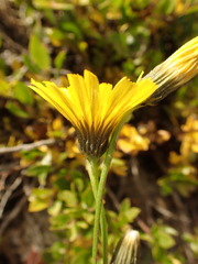 Tolpis staticifolia