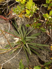 Tolpis staticifolia