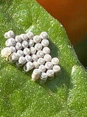 Insecta