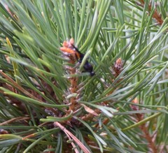 Protichneumon grandis
