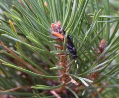Protichneumon grandis