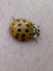 Harmonia axyridis