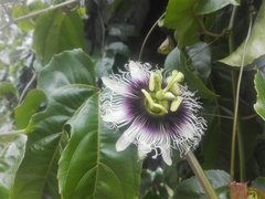 Passiflora edulis flavicarpa