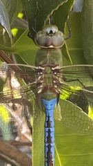 Anax junius