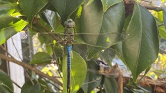 Anax junius