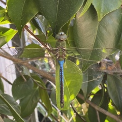 Anax junius