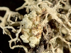 Tremella everniae