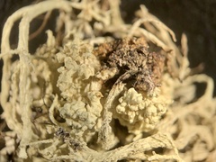 Tremella everniae