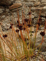 Juncus jacquinii