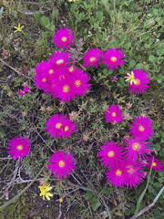 Lampranthus vernalis