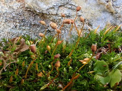 Polytrichastrum septentrionale