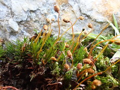 Polytrichastrum septentrionale