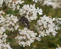 Acmaeoderella flavofasciata