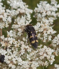 Acmaeoderella flavofasciata