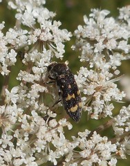 Acmaeoderella flavofasciata