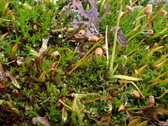 Polytrichastrum septentrionale