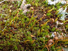 Polytrichastrum septentrionale