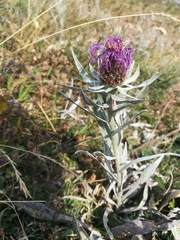 Centaurea uniflora