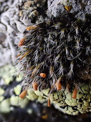 Grimmia alpestris