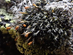 Grimmia alpestris