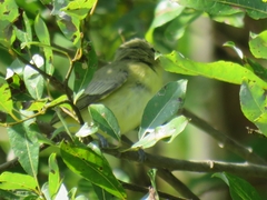 Vireo philadelphicus