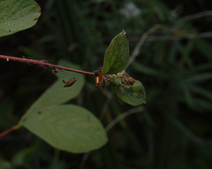 Symphoricarpos albus albus