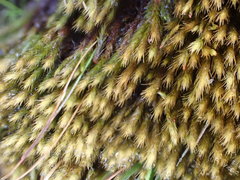 Philonotis tomentella