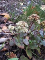 Hylotelephium maximum