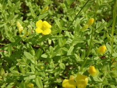 Gratiola aurea