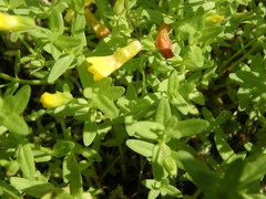 Gratiola aurea