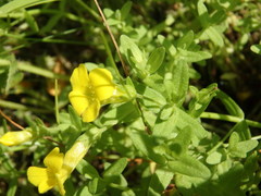 Gratiola aurea