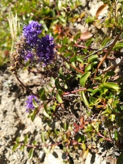 Veronica allionii