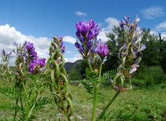 Astragalus davuricus