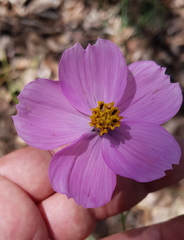 Cosmos crithmifolius