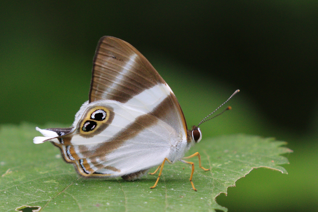 Neave's Banded Judy